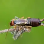 Літня оселя замість хащ: хто може жалити на грядці