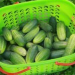 Як збирати огірки відрами: посадіть їх у бочку із сюрпризом