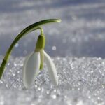 Календар дачника Чим зайнятися у березні?