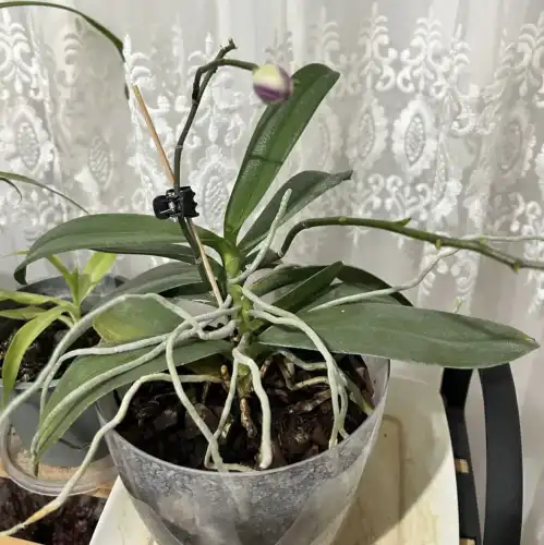 Орхідея жовтіє: причини та реанімація.