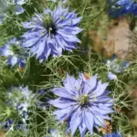 5 чудових квітів, що самостійно розмножуються (і не завдадуть клопоту)