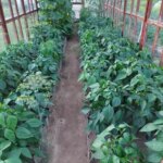 Як реанімувати розсаду перцю, якщо вона впала після заморозків