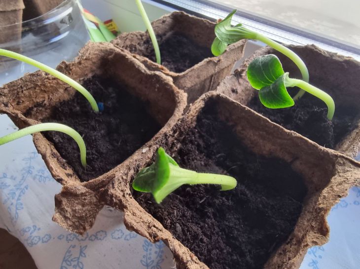 Міцніше, ніж стероїди: який народний настій змусить розсаду рости як на дріжджах