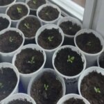 Скільки можна не поливати розсаду: геніальний лайфхак для дачників