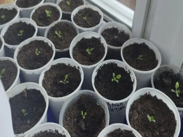 Скільки можна не поливати розсаду: геніальний лайфхак для дачників