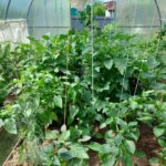 Чому баклажани скидають колір: ви не встежили за температурою