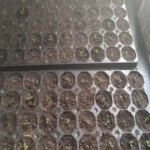 Торф'яні таблетки: як використовувати їх правильно, щоб коріння було не&hellip;