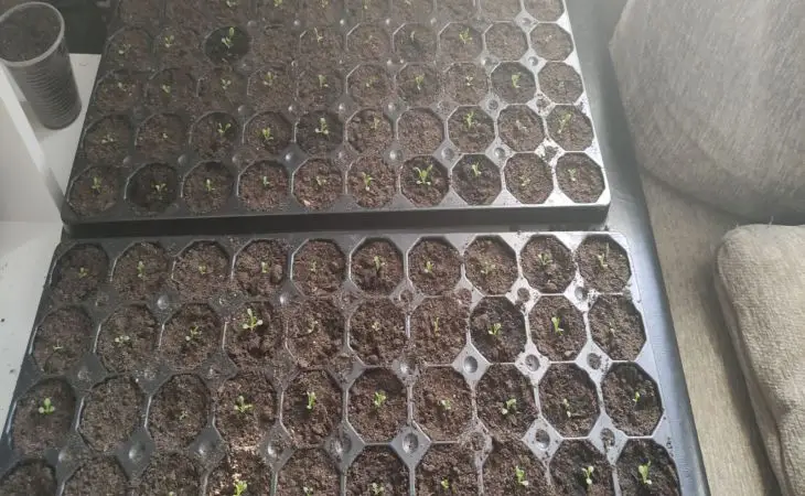 Торф'яні таблетки: як використовувати їх правильно, щоб коріння було не тісно