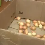 Цибуля: весняні помилки при садінні, яких слід уникати