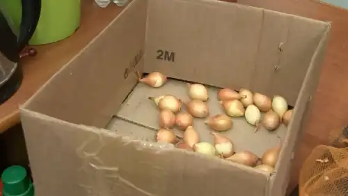 Цибуля: весняні помилки при садінні, яких слід уникати