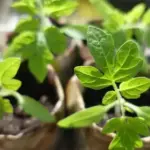 Проростки: три ключові кроки, які багато хто пропускає.