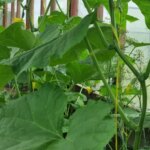 Тепла грядка: чому органічна подушка в парнику творить дива з&hellip;