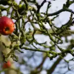 Як правильно підрізати яблуню у березні, щоб мати добрий врожай