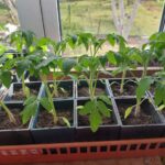 Розсада міцна і низька: коли включати фітолампу і скільки світла&hellip;