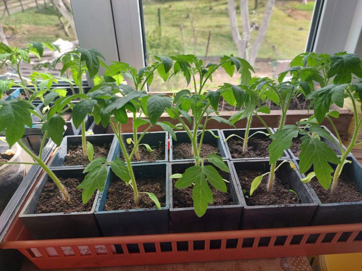 Розсада міцна і низька: коли включати фітолампу і скільки світла потрібно насправді