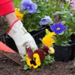 Які квіти садити у березні-квітні? Готуємось до дачного сезону