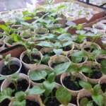 Пікірування без стресу: чому сіянці потрібно пересаджувати лише у вечірній час