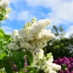 Примхливі рослини: чарівність, що здатна викликати невдоволення у близьких.