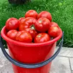 Реальний секрет щедрого урожаю помідорів та перцю: що додавати у&hellip;