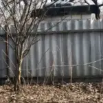 Весняна підгодівля малини для щедрого та солодкого врожаю.