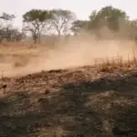 Зелень споживає порох. Це правда.