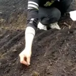 Коли висівати моркву навесні: оптимальні терміни та запобіжні заходи