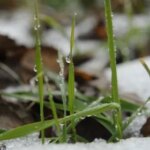 Богдан Вокальчук: “Біопрепарати – запорука стійкості, коли клімат і ризики…