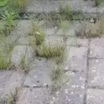 Як позбутися трави між плитами надовго (чи майже назавжди)