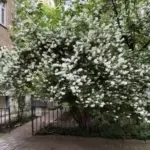 Травнева містифікація з жасмином: що вирощуєте насправді?