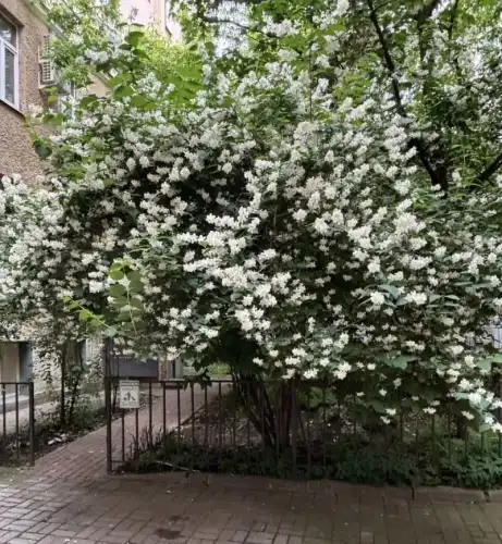 Травнева містифікація з жасмином: що вирощуєте насправді?