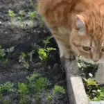 Що виростити в затінку на городі (і чому помідорам там…