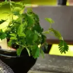 Твоя квітка на вікні хитріша, ніж ти думаєш. Дослідники показали,…