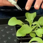 Як сформувати з петунії рясний кущ: легкий посібник з обрізки