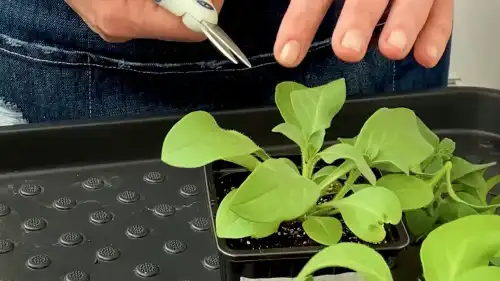 Як сформувати з петунії рясний кущ: легкий посібник з обрізки