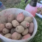 Як підготувати картоплю до садіння