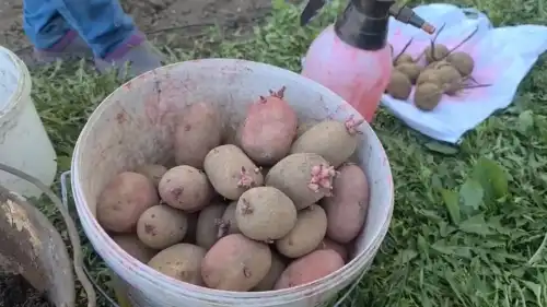 Як підготувати картоплю до садіння