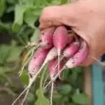 Чому редиска розтріскується та пустіє? 4 промахи, що шкодять збору