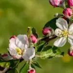 Трійка добрив, що небажані для яблунь навесні.