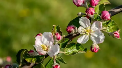 Трійка добрив, що небажані для яблунь навесні.
