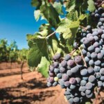 Виноград, стійкий до морозів, для північних регіонів України