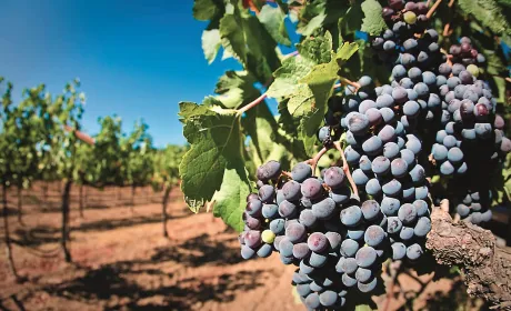 Виноград, стійкий до морозів, для північних регіонів України