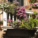 Квіти на балконі. Як створити зелений куточок у кам'яних джунглях?