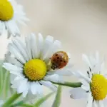 Ромашка: безкоштовна їдальня для комах