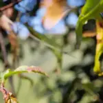 Дерева також обгорають на сонці, і чому висока температура –…