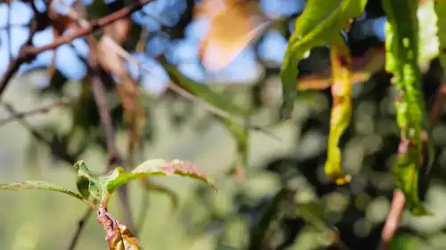 Дерева також обгорають на сонці, і чому висока температура – не основна…