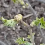 Як здолати смородинового брунькового кліща весною