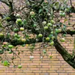 Науковий підхід до боротьби з яблуневою попелицею зсередини: сучасні можливості.