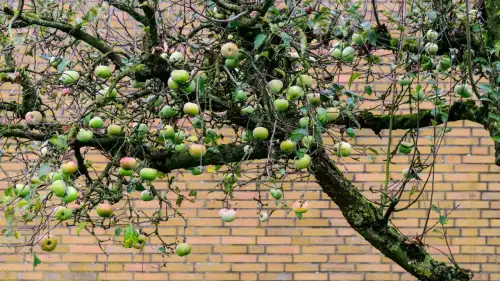 Науковий підхід до боротьби з яблуневою попелицею зсередини: сучасні можливості.