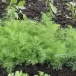 Чому кріп буяє в тріщинах асфальту, а в’яне на городі?