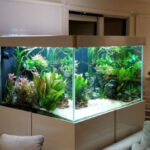 Який акваріум вибрати та як його обладнати?